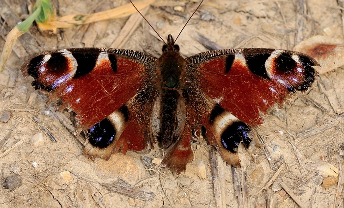 classificazione corretta: Aglais o Inachis ?